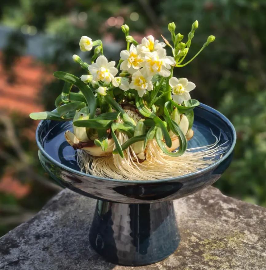 C&aacute;ch chăm s&oacute;c c&acirc;y Hoa Thủy Ti&ecirc;n hiệu quả